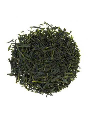 Shincha 2024