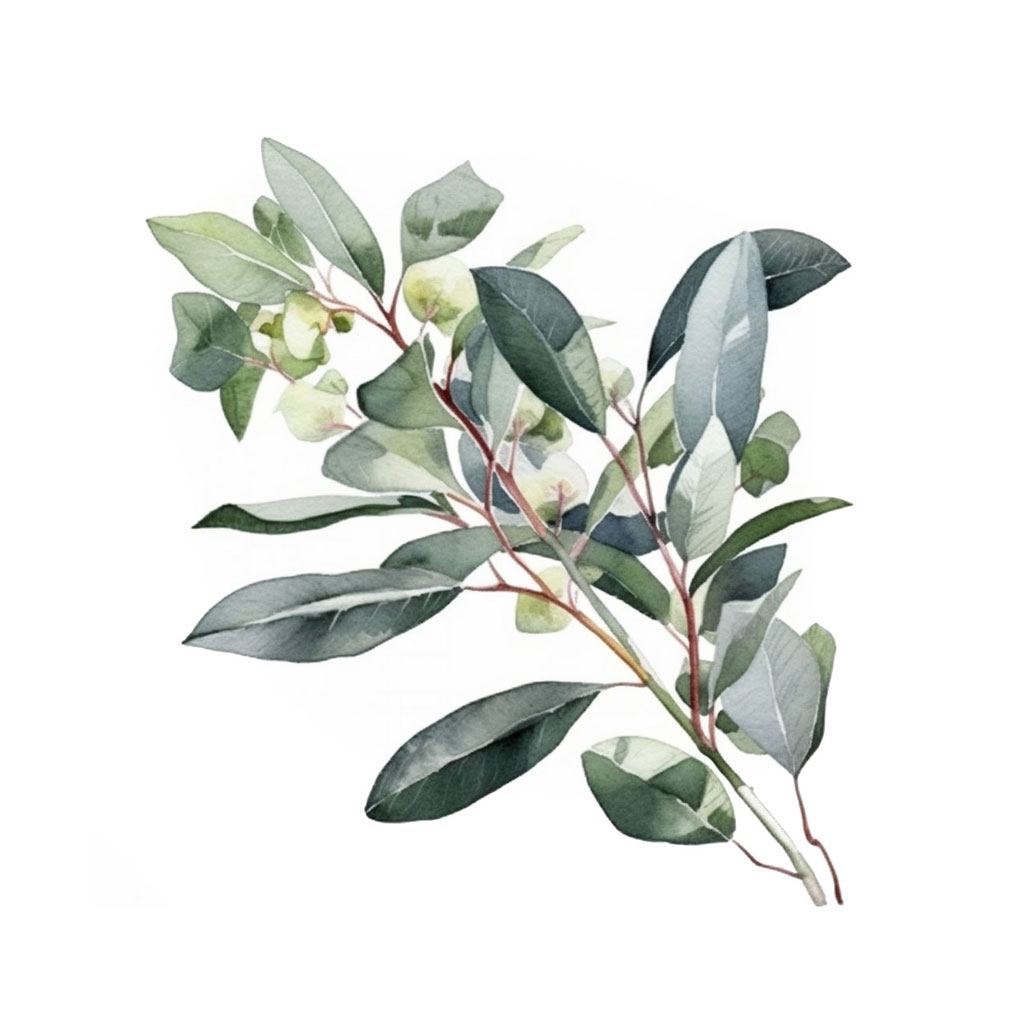 eucalyptus