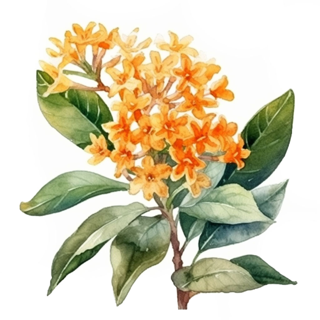 osmanthus